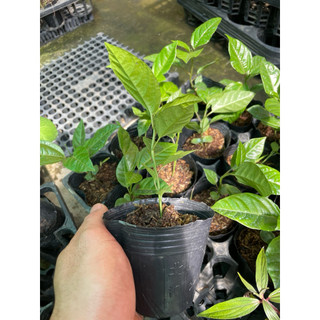 Cây giống chanh dây vàng hương ổi - chanh dây hoàng kim - mang hương thơm trái cây.