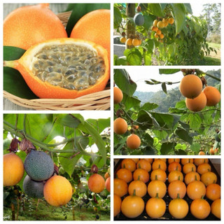 Cây giống chanh dây vàng hương ổi - chanh dây hoàng kim - mang hương thơm trái cây.