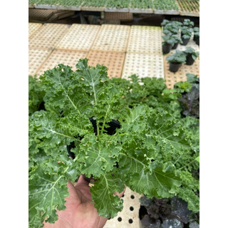 Cây Giống Cải Kale Xanh Xoăn Mỹ – Rau Ăn Lá Siêu Dinh Dưỡng – Dễ Trồng, Nhanh Thu Hoạch
