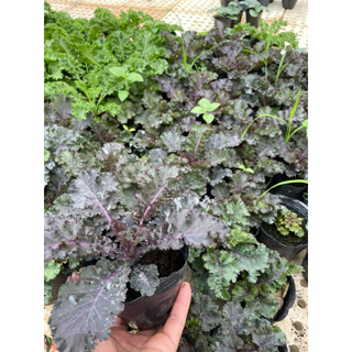 Cây Giống Cải Kale Xanh Xoăn Mỹ – Rau Ăn Lá Siêu Dinh Dưỡng – Dễ Trồng, Nhanh Thu Hoạch