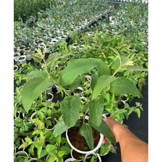 Cây bạch đàn chanh (tên khoa học: Eucalyptus citriodora) nổi bật với hương thơm dịu nhẹ, kết hợp giữa vỏ chanh và sả