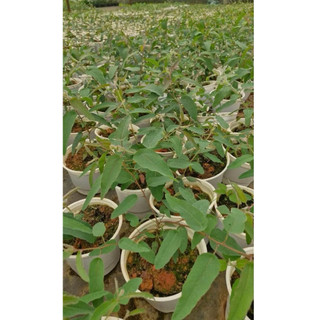 Cây bạch đàn chanh (tên khoa học: Eucalyptus citriodora) nổi bật với hương thơm dịu nhẹ, kết hợp giữa vỏ chanh và sả