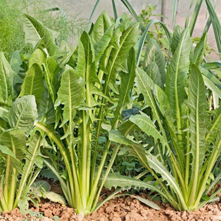Cây rau giống : Combo 5 cây cải bồ công anh Trắng Tím Vàng - cải bồ công anh rất tốt cho sức khoẻ- rau tốt cho sức khoẻ