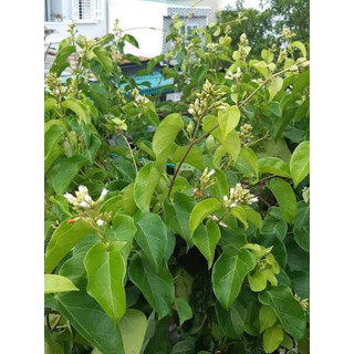 Chậu cây lá giang - Rau ăn lá - Gia vị Nấu lẩu gà, canh chua - Bầu ổn định thuần chậu