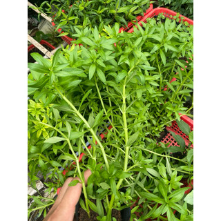 Com bo các loại rau thơm Việt: Diếp cá-Xá xị-Ngò ngai-Rau răm-Húng lủi- Húng cây tăng hương vị
