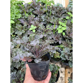 Cây Giống Cải Kale Xanh Xoăn Mỹ – Rau Ăn Lá Siêu Dinh Dưỡng – Dễ Trồng, Nhanh Thu Hoạch