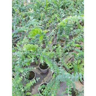 Cây đô la bạc (tên tiếng Anh: Silver Dollar, tên khoa học: Eucalyptus cinerea) là một loại cây thân gỗ thuộc họ Bạch đàn