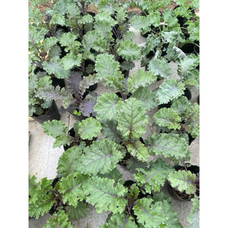 Cây Giống Cải Kale Xanh Xoăn Mỹ – Rau Ăn Lá Siêu Dinh Dưỡng – Dễ Trồng, Nhanh Thu Hoạch