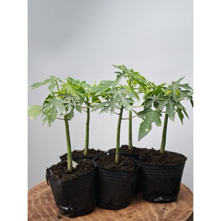Combo Cây giống Đu đủ siêu trái: Đu đủ ruột đỏ - Đu đủ ruột vàng  - Bầu rễ ổn định - Nhanh thu quả