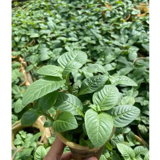 Com bo các loại rau thơm Việt: Diếp cá-Xá xị-Ngò ngai-Rau răm-Húng lủi- Húng cây tăng hương vị