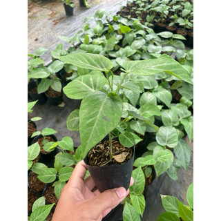 🍋Cây giống Chanh dây Colombia - Dòng chanh ngọt hương mãng cầu - Cây leo giàn - Sinh trưởng nhanh bầu rễ ổn định