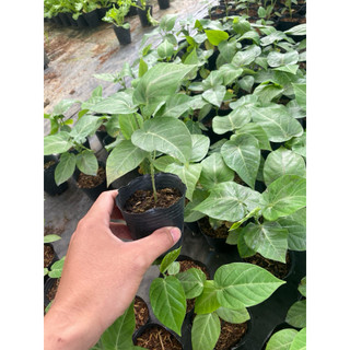 🍋Cây giống Chanh dây Colombia - Dòng chanh ngọt hương mãng cầu - Cây leo giàn - Sinh trưởng nhanh bầu rễ ổn định