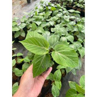 🍋Cây giống Chanh dây Colombia - Dòng chanh ngọt hương mãng cầu - Cây leo giàn - Sinh trưởng nhanh bầu rễ ổn định