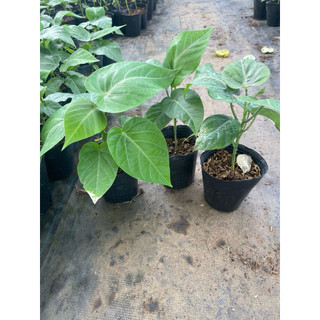 🍋Cây giống Chanh dây Colombia - Dòng chanh ngọt hương mãng cầu - Cây leo giàn - Sinh trưởng nhanh bầu rễ ổn định