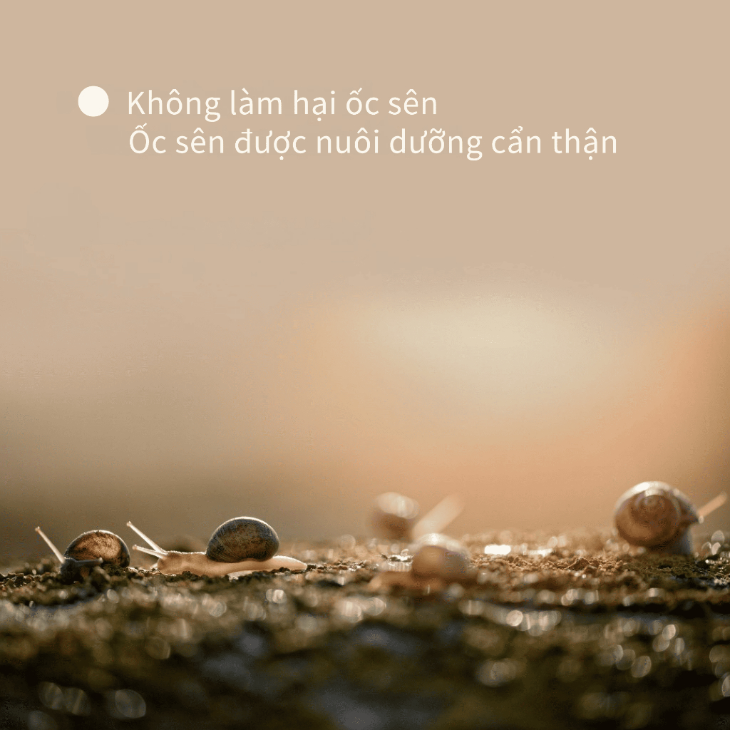 [Benton Official] Kem Dưỡng Ẩm Snail Bee High Content Steam Cream – Dưỡng ẩm, không chứa silicone, hỗ trợ hàng rào bảo vệ da, chăm sóc da khuyết điểm, làm sáng da