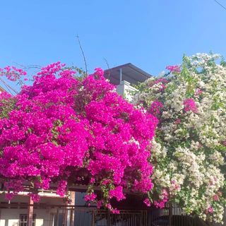 vinhnguyen293