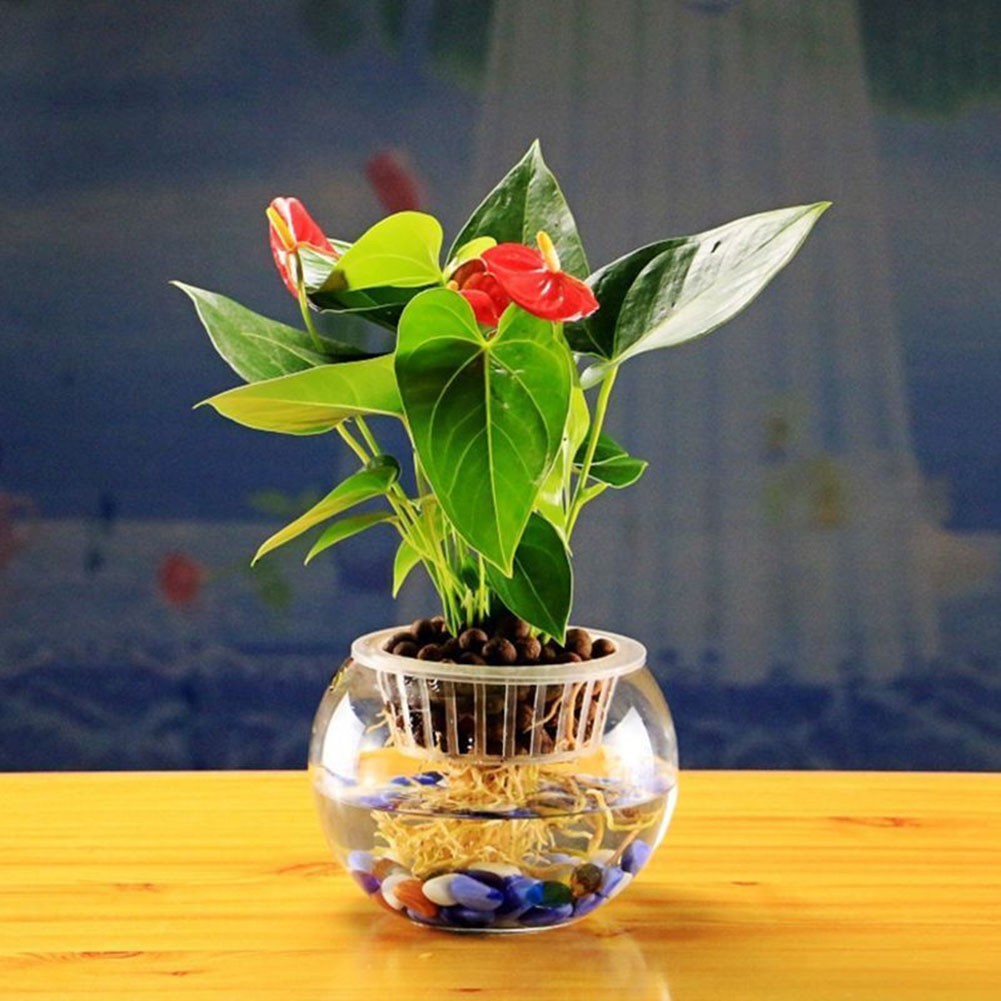 < Welv > Giỏ nhân bản lưới lưới bằng nhựa Bể cá thủy canh Chèn cây tăng trưởng❀