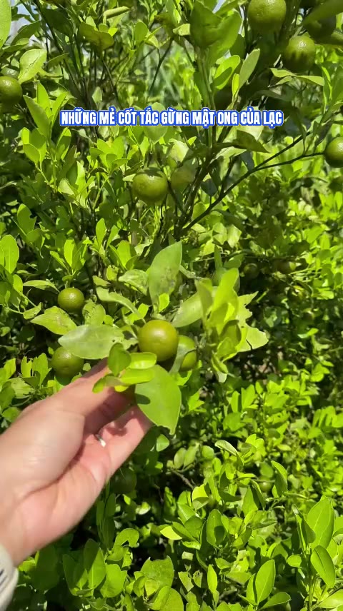 Tắc Gừng Mật Ong Lạc Yên Foods - Hỗ Trợ Giảm Ho Dịu Cổ Họng Vị Chua Ngọt Dễ Uống Không Chất Bảo Quản 5