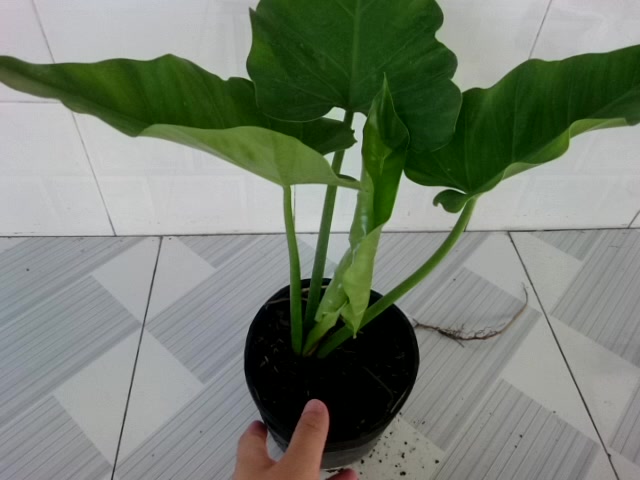 Cây Trầu Bà Subin - Philodendron Subincisum - cây cảnh trong nhà tạo ...