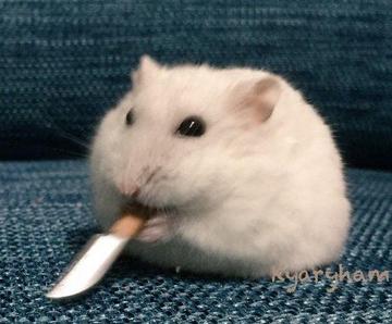 chef_