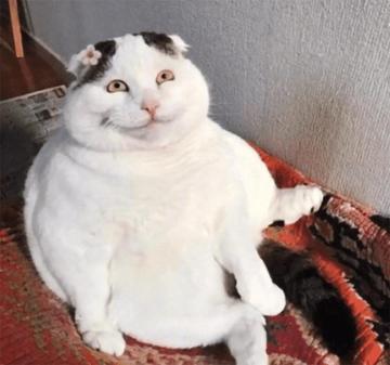 meobeotutien