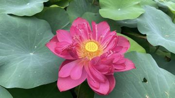 tienthao663