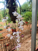 Ảnh người mua