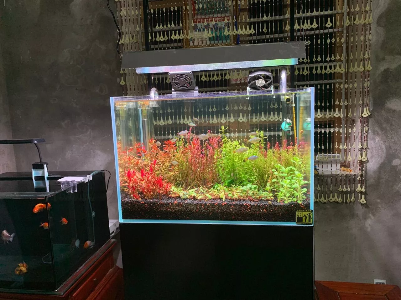 Week Aqua M Raptor PRO thực tế - 1