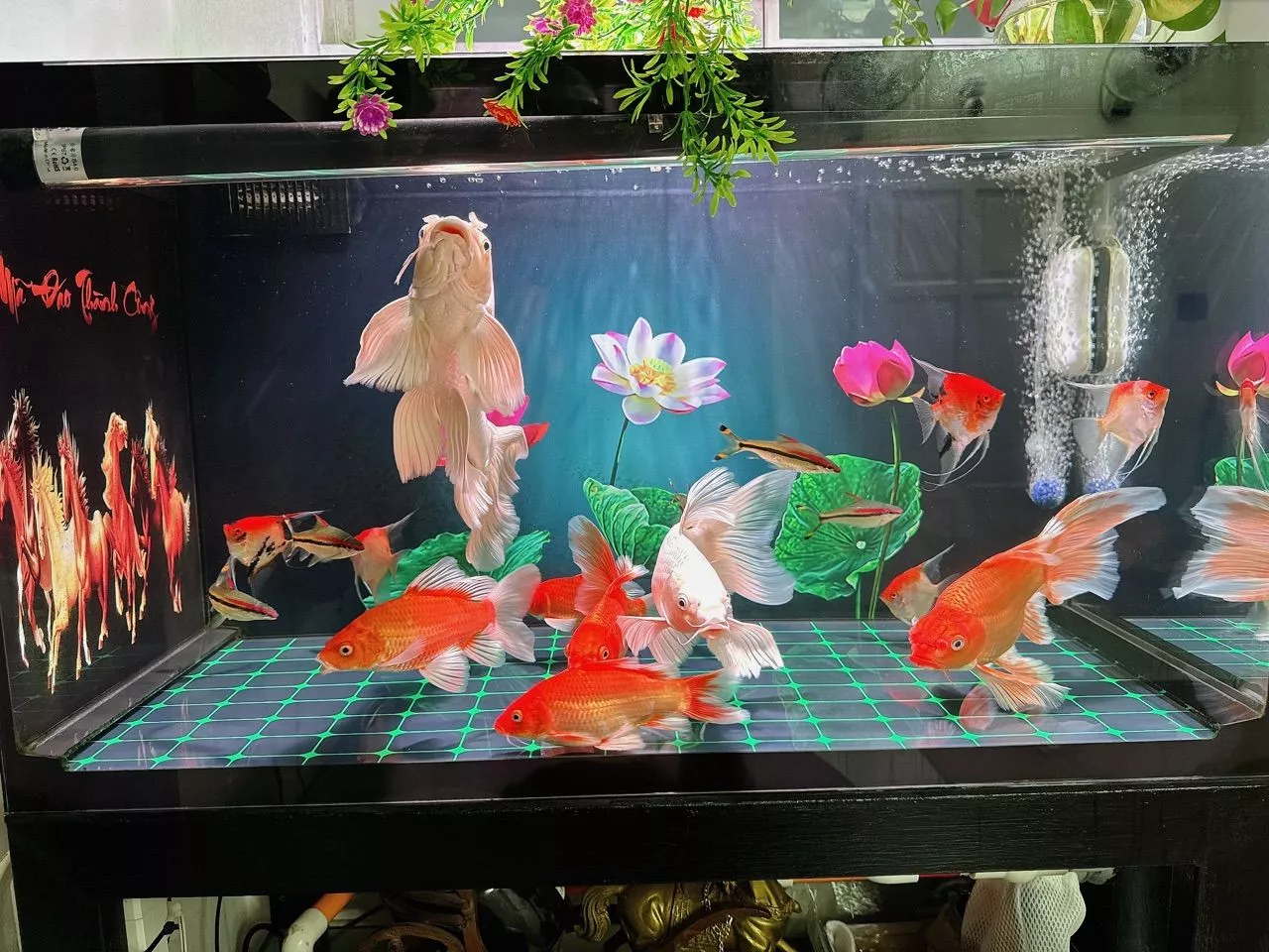 Bể cá thực tế khi dùng đèn Mayin Super Color