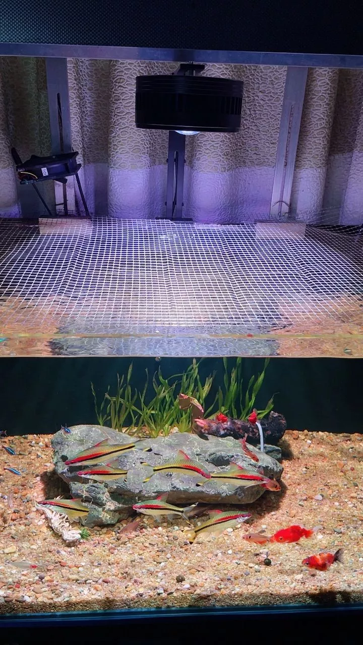 COCO FA Series thực tế trên hồ Biotope suối đá cuội