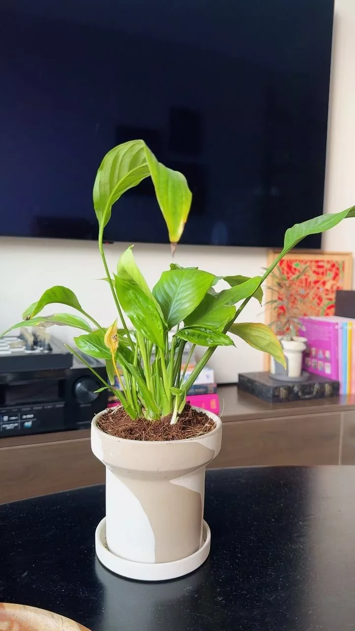 Xinh y chang hình. Xinh lắm í. Mà shop như kiểu giao hàng bằng tên lửa. Đặt hàng 8h thì 8:30 nhận được... Cảm ơn shop. Chúc shop năm mới vạn sự thuận lợi.