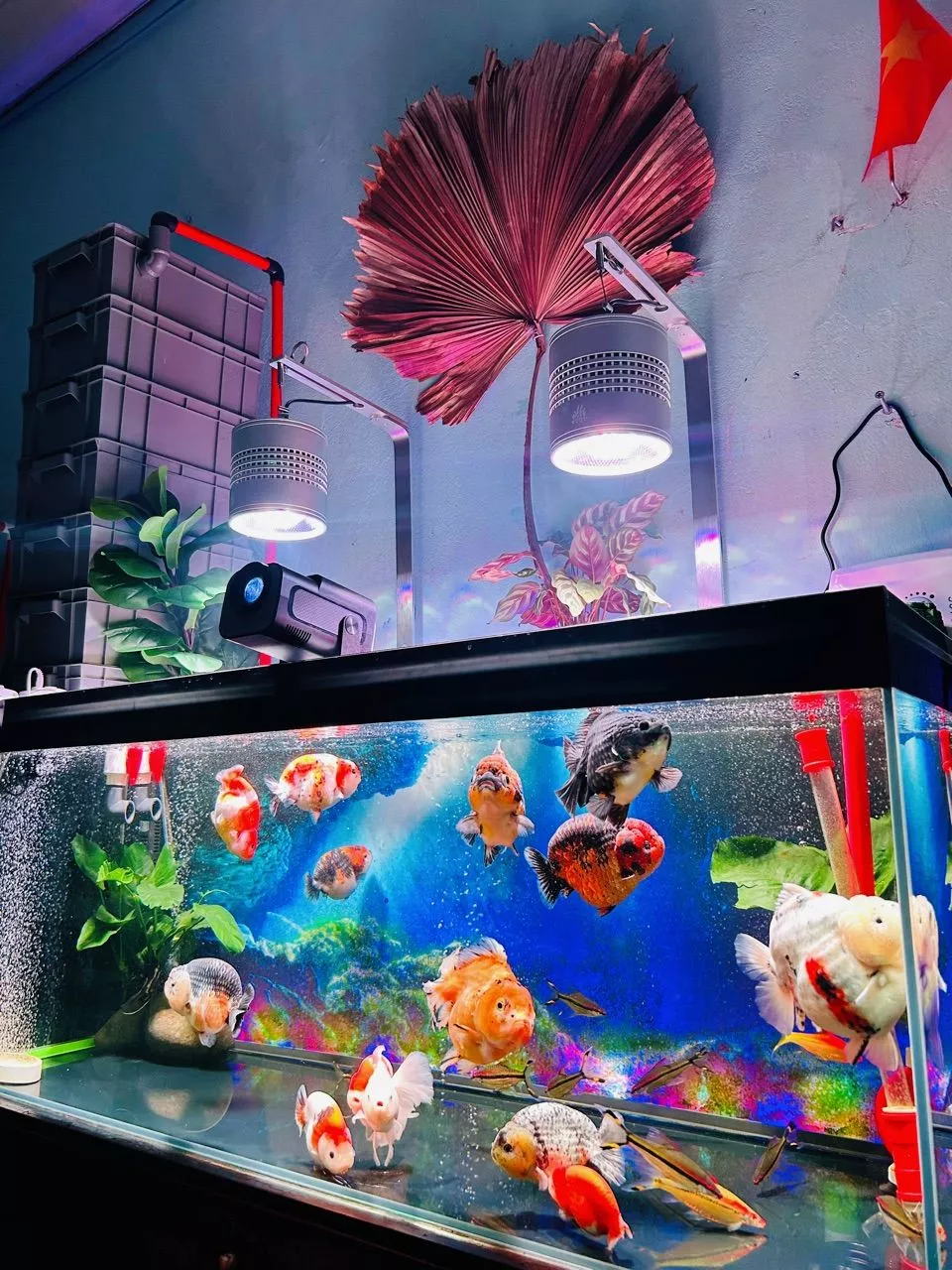 Week Aqua T140 Pro lắp thực tế trên bể