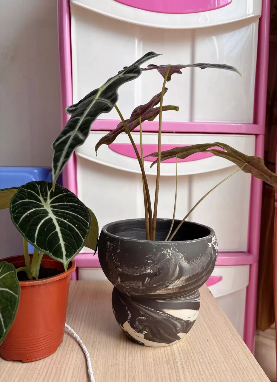 Cây xinh đẹp, hài lòng, 1 bên bồn bề công việc, 1 bên bình an và nhẹ nhàng, mọi việc rối răm cỡ nào cũng sẽ có cách giải quyết của nó hyhy. 
10đ nha shop