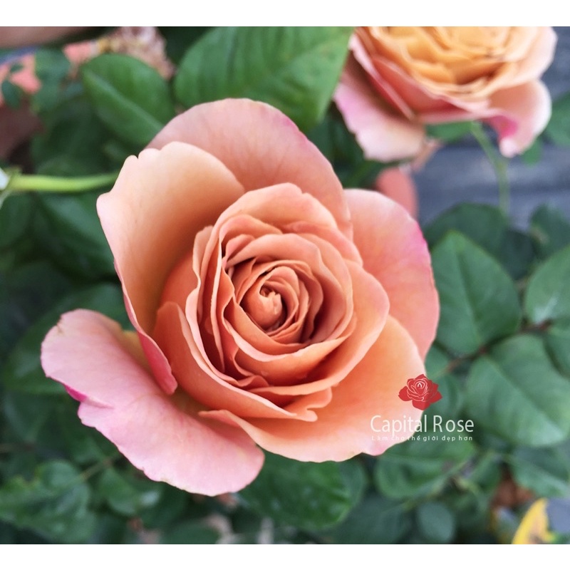 Hoa hồng Coffee Latte rose- Ly Cà Phê Giữa Vườn | Shopee Việt Nam