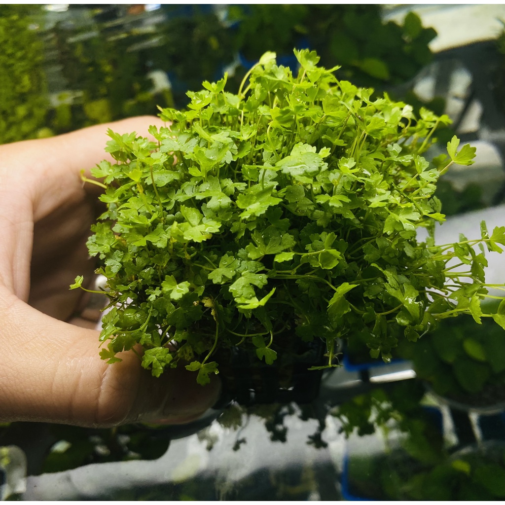 CÂY RAU MÁ HƯƠNG THỦY SINH | Shopee Việt Nam