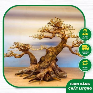 Cây gỗ Lũa bonsai 2 thân [Một cây lớn và một cây nhỏ dựa lưng vào nhau]