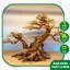 Cây gỗ Lũa bonsai 2 thân [Một cây lớn và một cây nhỏ dựa lưng vào nhau]