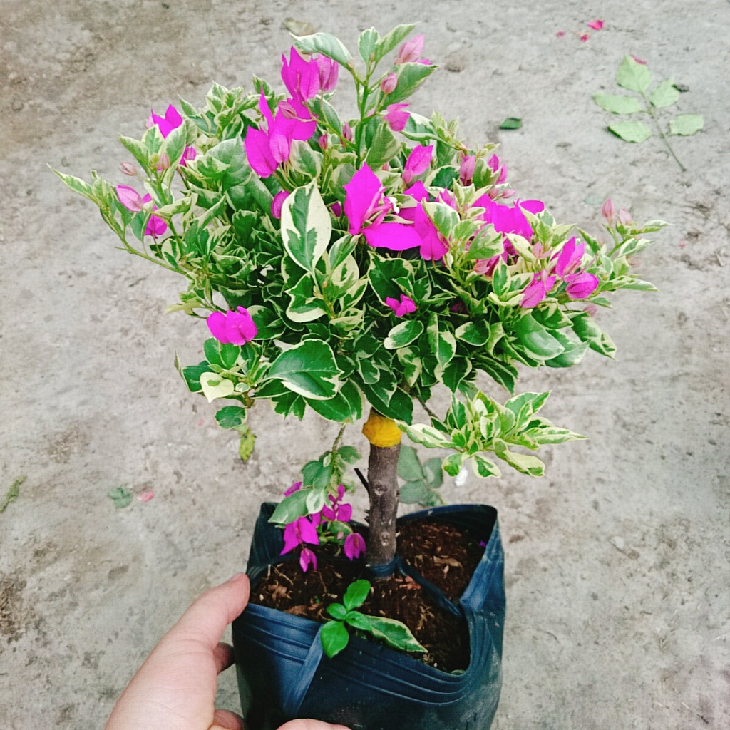 Hoa Giấy Cẩm Thạch Bonsai - cây cảnh bonsai để bàn