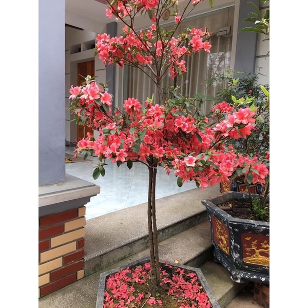 Cây đỗ quyên cam cá vàng Shopee Việt Nam