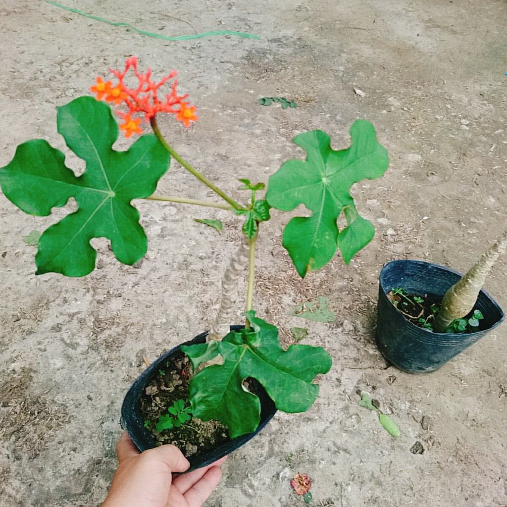 Cây Ngô Đồng - cây sen tàu - sen lục bình
