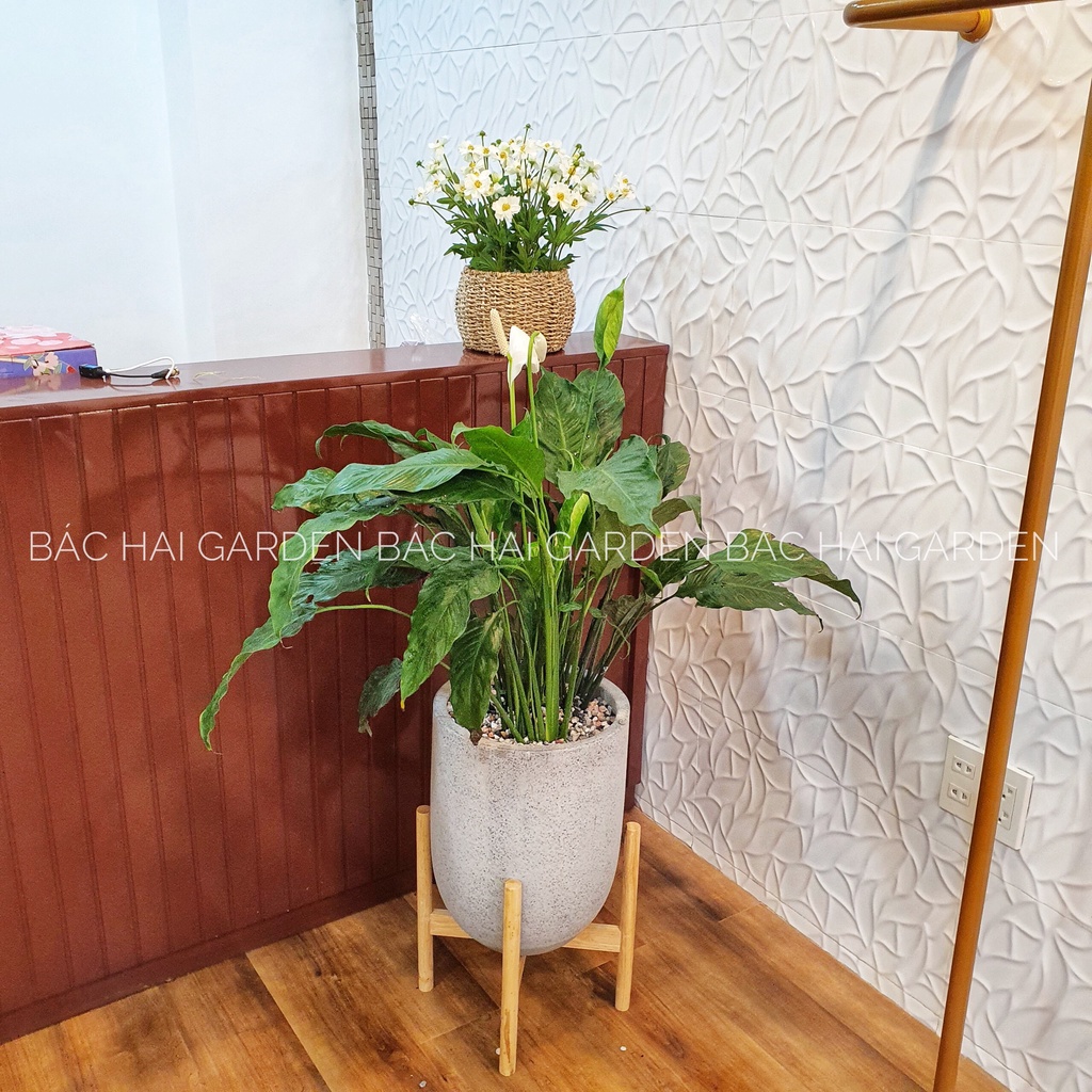 ĐÔN GỖ TỰ NHIÊN KÊ CHẬU ĐK 25cm và 30cm