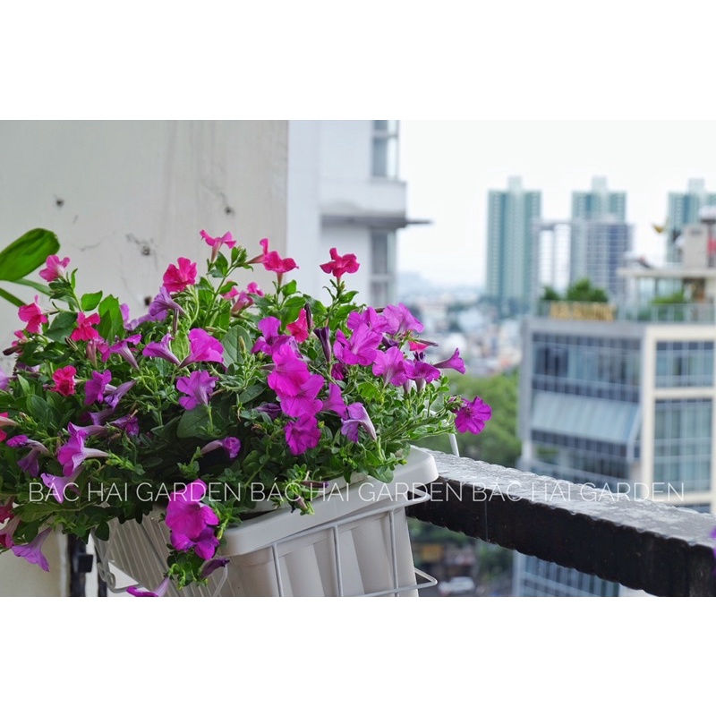 Chậu hoa treo ban công Dạ Yến thảo bao gồm móc treo sắt- Cây ngoại thất, cây xanh ban công đẹp siêng hoa
