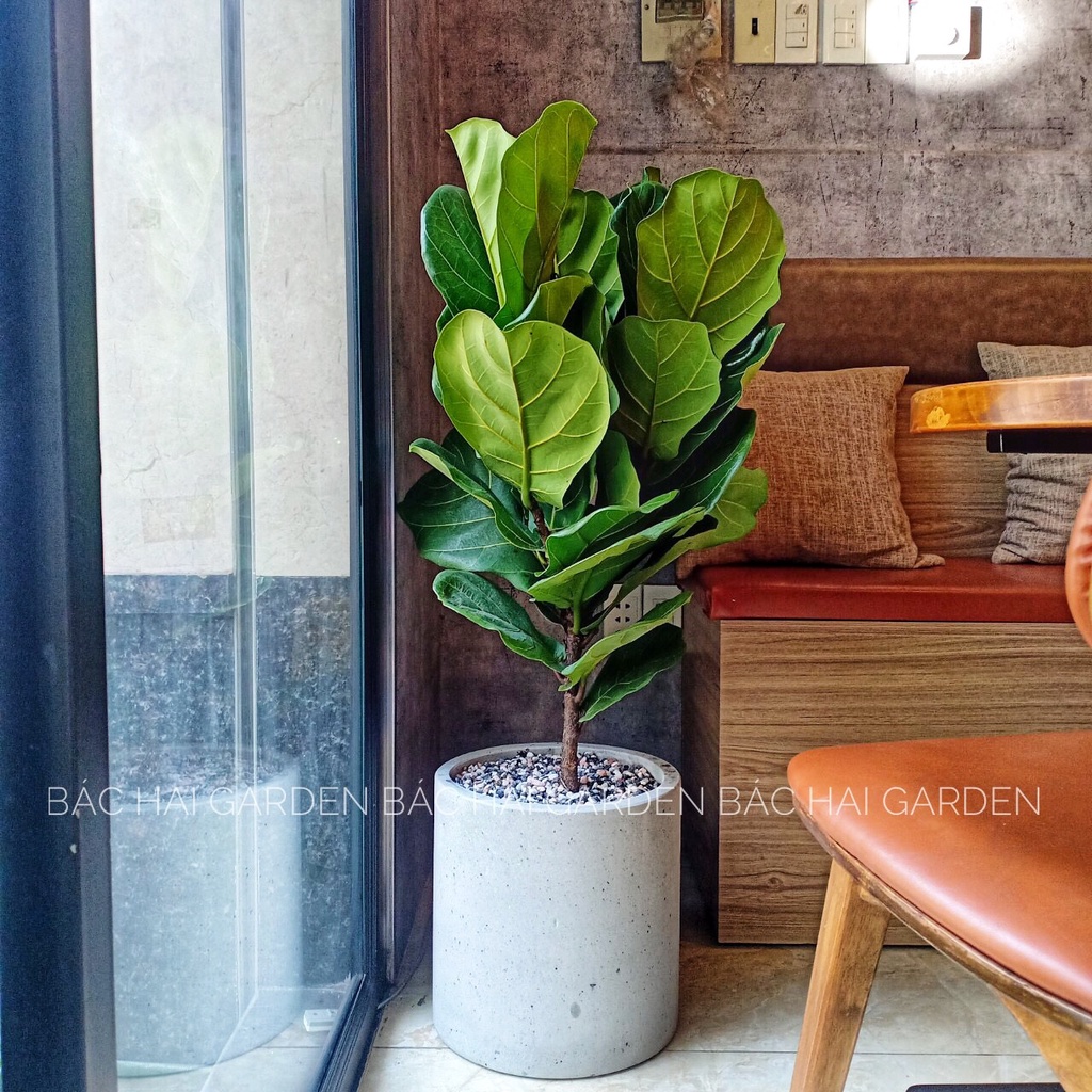 CHẬU TRỒNG CÂY XI MĂNG TRỤ TRÒN D30H30