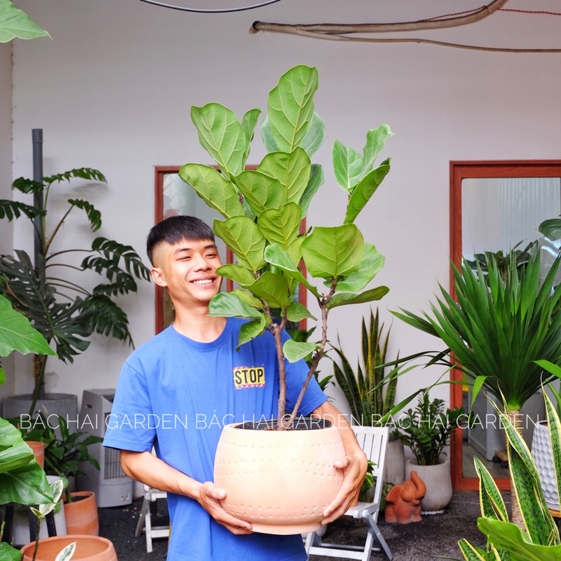 Chậu Bàng Singapore kèm chậu đất nung -Cây nội ngoại thất cao cấp- Cây xanh trang trí văn phòng, nhà phố