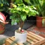 Chậu Cây Hạnh Phúc Thân Gỗ Gốc To để bàn phong thuỷ trang trí nội thất, decor quán cafe không gian sống