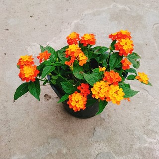 Cây Hoa Ngũ Sắc - Hoa Trâm Ổi - Cây cảnh đẹp sân vườn