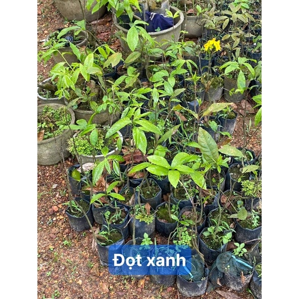 Cây mai Quảng Hương Mộc mai đọt đỏ và đọt xanh_cây nguyên bản