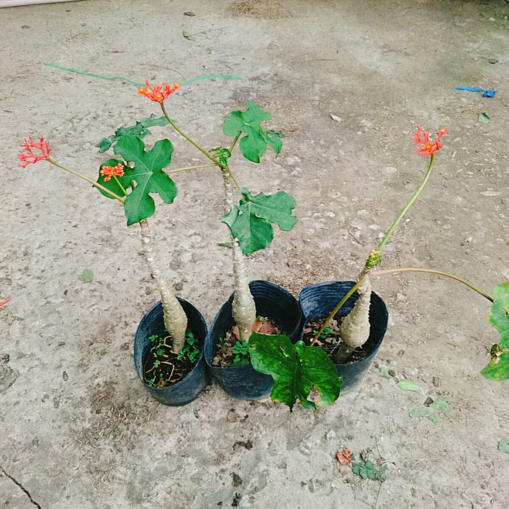Cây Ngô Đồng - cây sen tàu - sen lục bình