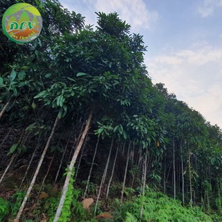 #[Video thật]# Tinh dầu Quế nguyên chất không pha chế; #Tinh dầu Quế Yên bái