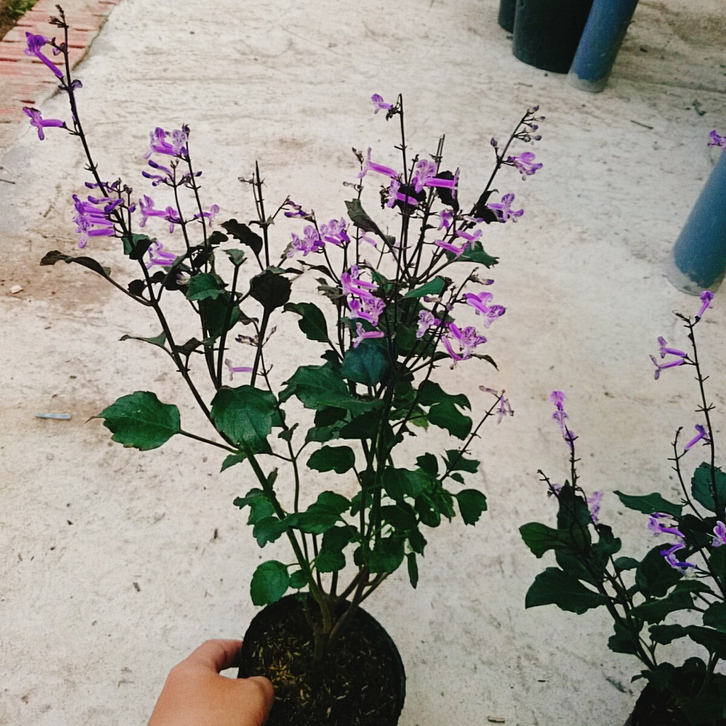 Hoa Lavender - Hoa Oải Hương - cây cảnh để bàn